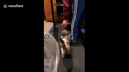 'Burning holiday calories!' Hilarious moment athletic KITTEN hops on a treadmill in Minneapolis
