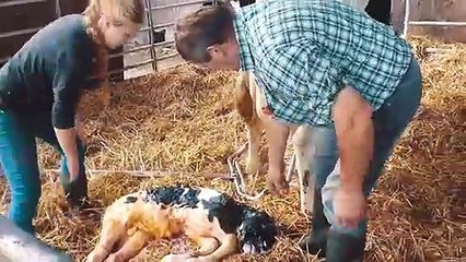 See These Wonderful Farmers Working - Amazing Smart Agriculture Sheep, Cow, Horse
