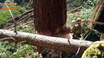 The Great Cutting Big Tree Chainsaw Machine Working - Huge Felling Down Tree In Forest Skills