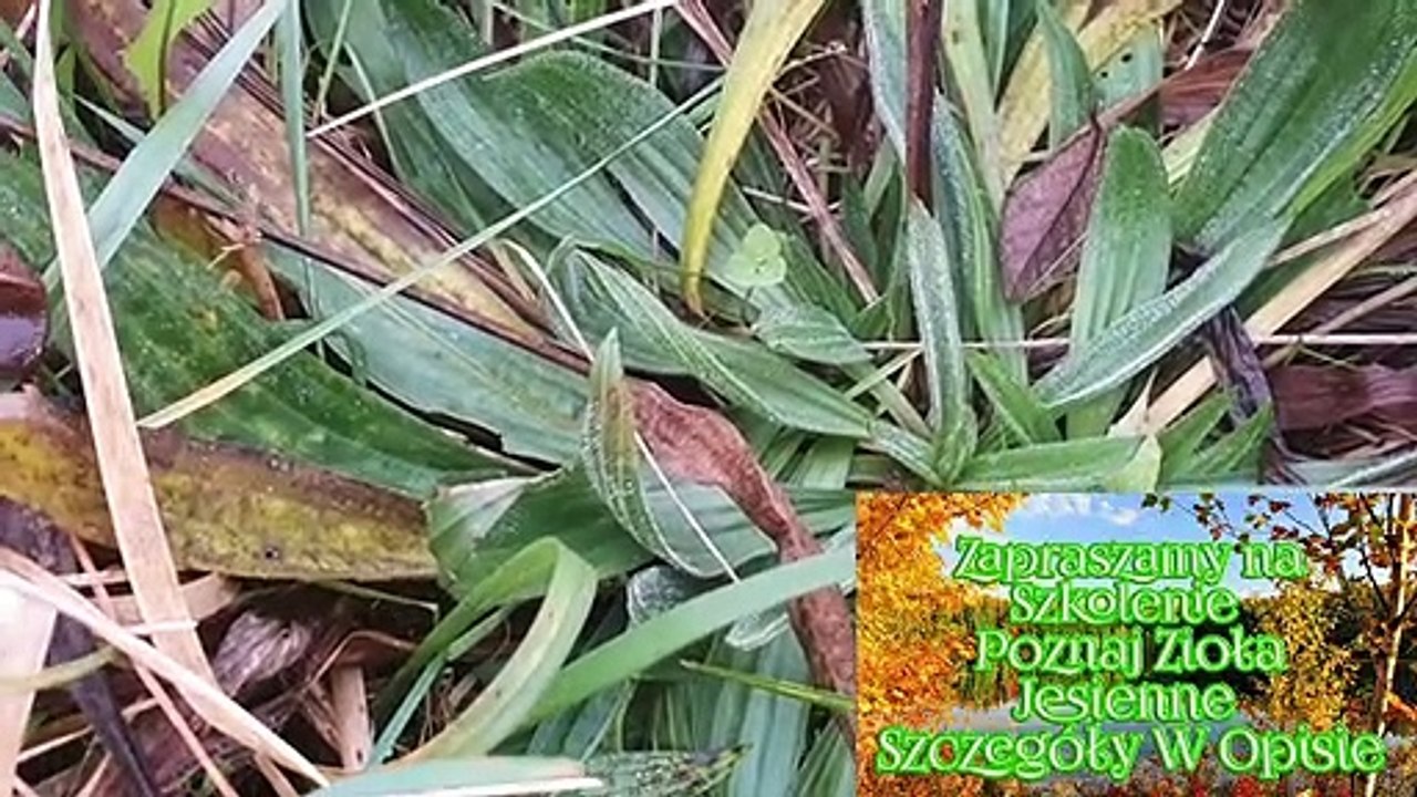 Rosliny Jadalne Listopad