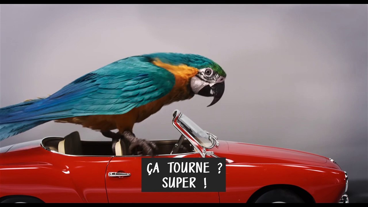 Le Voyage du Dr Dolittle Film - Auditions avec  Robert Downey Jr. et les animaux