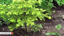 New Water Mold Is Threatening Christmas Trees