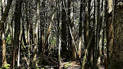 Free Stock Footage Forest Slenderman