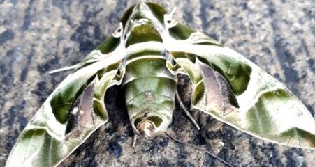 Dünyanın en hızlı kanat çırpan kelebeği Hatay'da görüntülendi