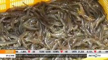 Panen Perdana 8 Ton Udang Vaname di Pangkep