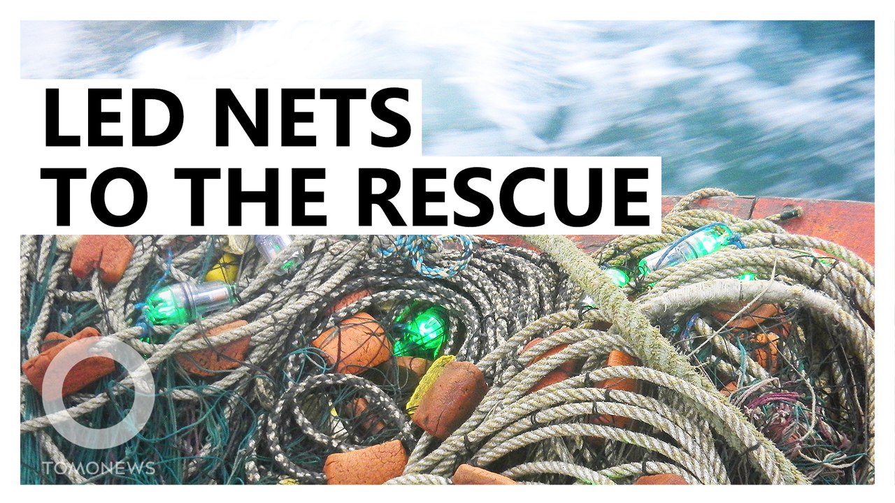 LED fishing nets save turtles and dolphins