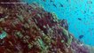 Marine life under threat from plummeting oxygen levels