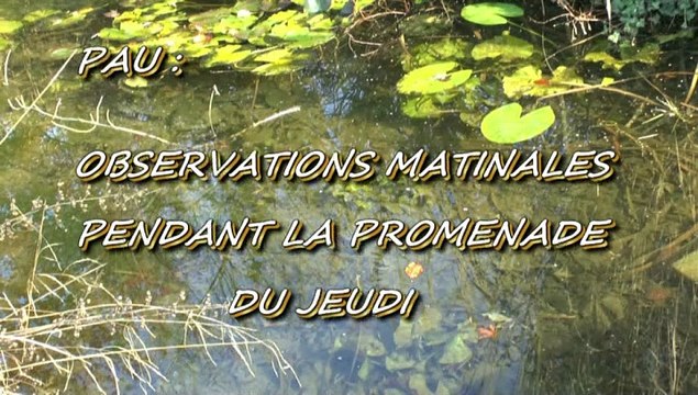 LES OBSERVATIONS DE MICHOU W-D.D. - 5 DÉCEMBRE 2019 - OBSERVATIONS MATINALES PENDANT LA PROMENADE DU JEUDI