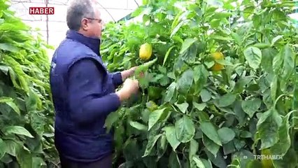 Antalya'da sisli havalar seracılık faaliyetlerini artırdı