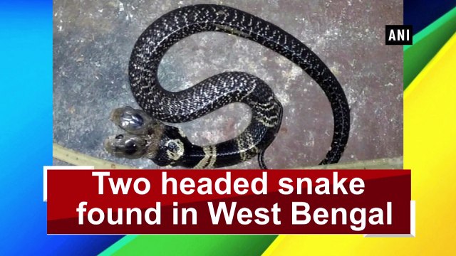 Two headed snake found in West Bengal