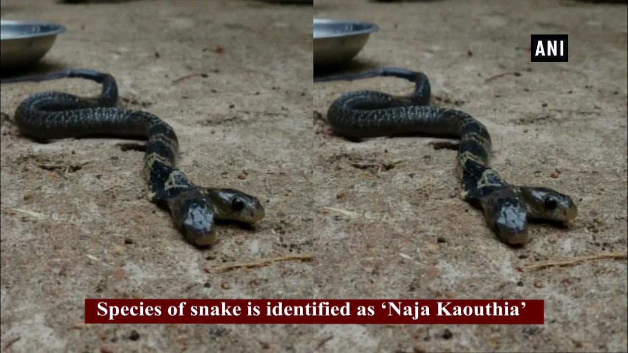 Two headed snake found in West bengal | Oneindia Malayalam