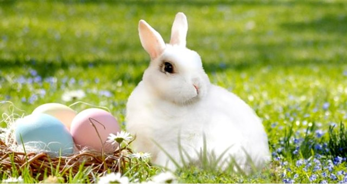 Rüyada hayvan görmek, rüyada domuz görmek, rüyada kurbağa görmek