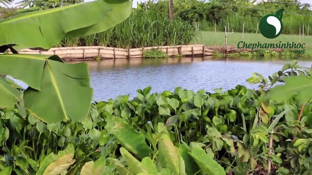 Thăm trang trại heo rừng sử dụng máy xay, nghiền, trộn, chế biến thức ăn đa năng trí dạt