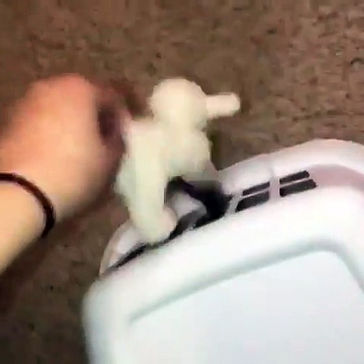 車貓