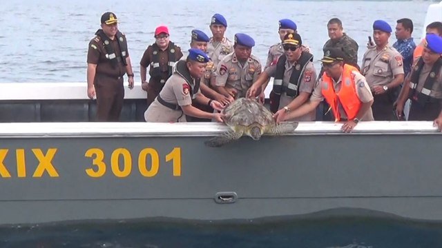 More than 20 endangered green sea turtles freed after Indonesia police rescue