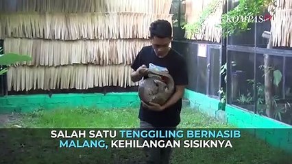 2 Ekor Tenggiling Berhasil Direhabilitasi