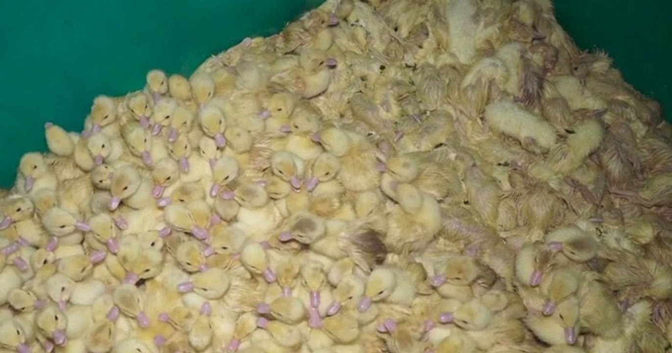 Une vidéo de L214 montre des canards gavés à la pompe pneumatique et des canetons jetés vivants à la poubelle, dans un élevage de Dordogne