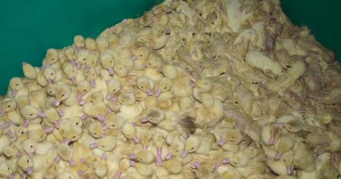 Une vidéo de L214 montre des canards gavés à la pompe pneumatique et des canetons jetés vivants à la poubelle, dans un élevage de Dordogne