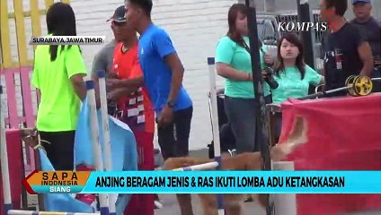 Menggemaskan! Aksi Anjing Berbagai Ras Adus Tangkas di Surabaya