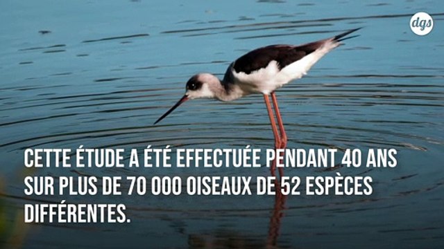 A cause du réchauffement climatique, les oiseaux migrateurs subissent des modifications corporelles