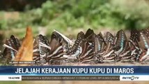 Jelajah Kerajaan Kupu-kupu di Maros