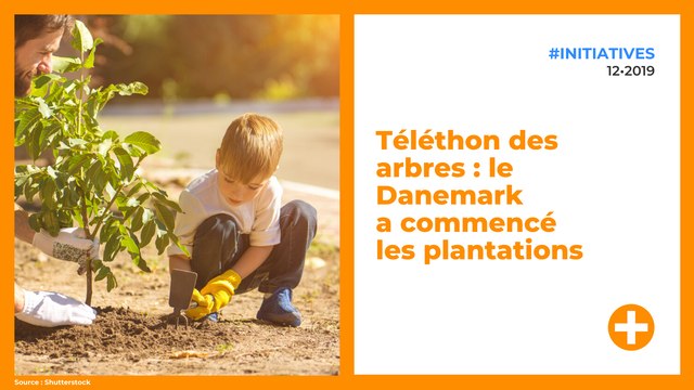 Téléthon des arbres : le Danemark a commencé les plantations