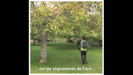 Dans les coulisses de Paris  : Amaury, bûcheron-élagueur à la Ville de Paris