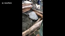 Sea turtle rescued after being washed onto beach by typhoon in the Philippines