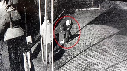 Boğulma tehlikesi geçiren köpeği kalp masajı kurtardı