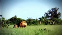 CROCODILE VS ZEBRA VS LION   Zebra Escapes From Crocodile But is Hunted By Lions