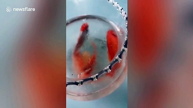 Goldfish frozen in ice come back to life after owner melts icy water