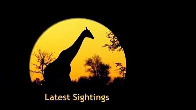 Dehorned Rhino Seen on the Road in the Kruger National Park - Not for sensitive viewers