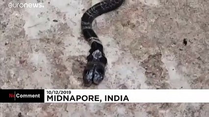 Hindistan'da çiftçiler iki başlı kobra buldu