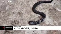 En Inde, un cobra à deux têtes devient le chouchou des villageois