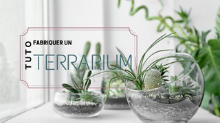 Comment fabriquer un terrarium ?