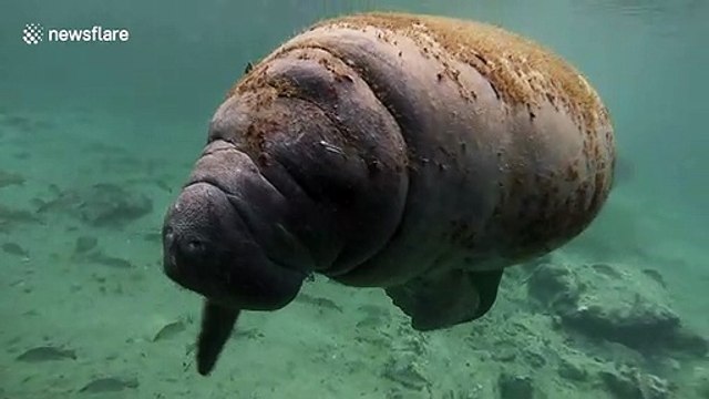 Beautiful close encounter with manatees who crowd into Florida spring seeking refuge from the cold Gulf waters