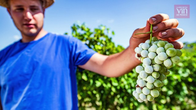 Vendanges Solidaires vient en aide aux vignerons sinistrés
