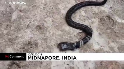 Rare two-headed snake causes a stir in eastern India