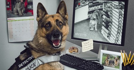 12 chiens policiers, véritables héros d'un calendrier hilarant