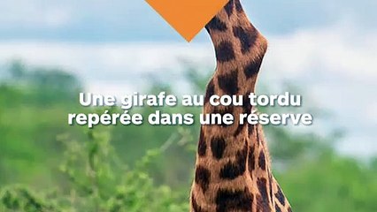 Une girafe au cou tordu a été repérée dans une réserve naturelle