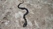 Aparece una serpiente bicéfala en India