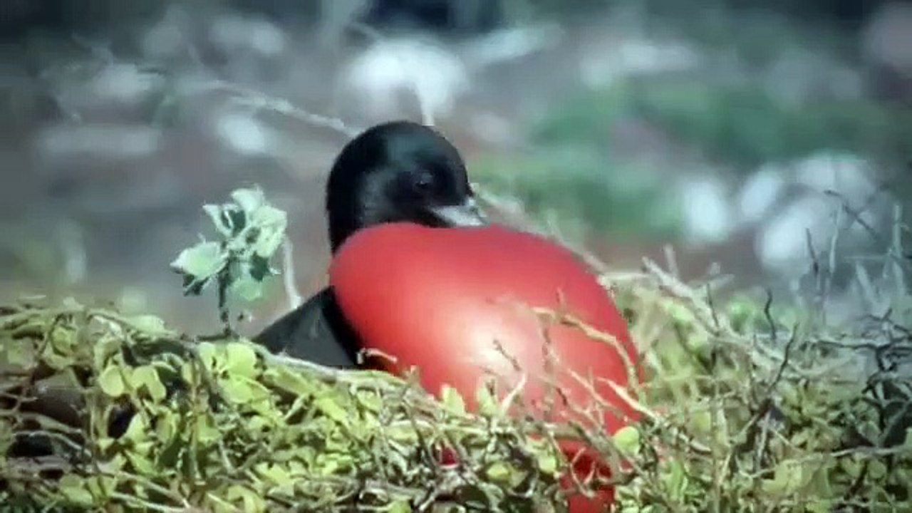 Darwin: The Voyage that Shook the World - Movie Trailer HD