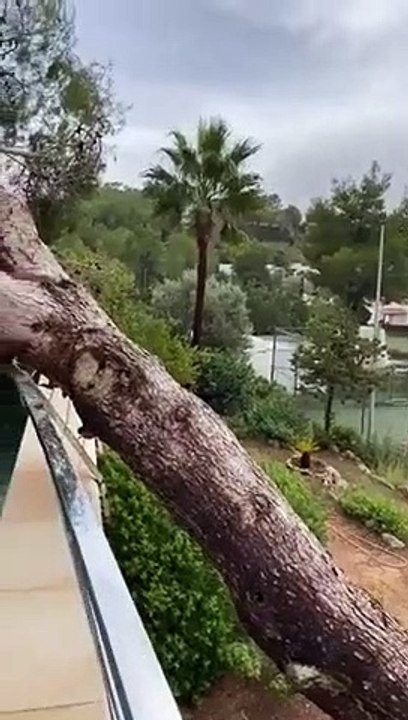 Arbre effondré dans la piscine et la maison ! Sympa les vacances !