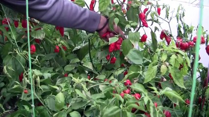 Sous la neige en Serbie, les piments les plus forts du monde