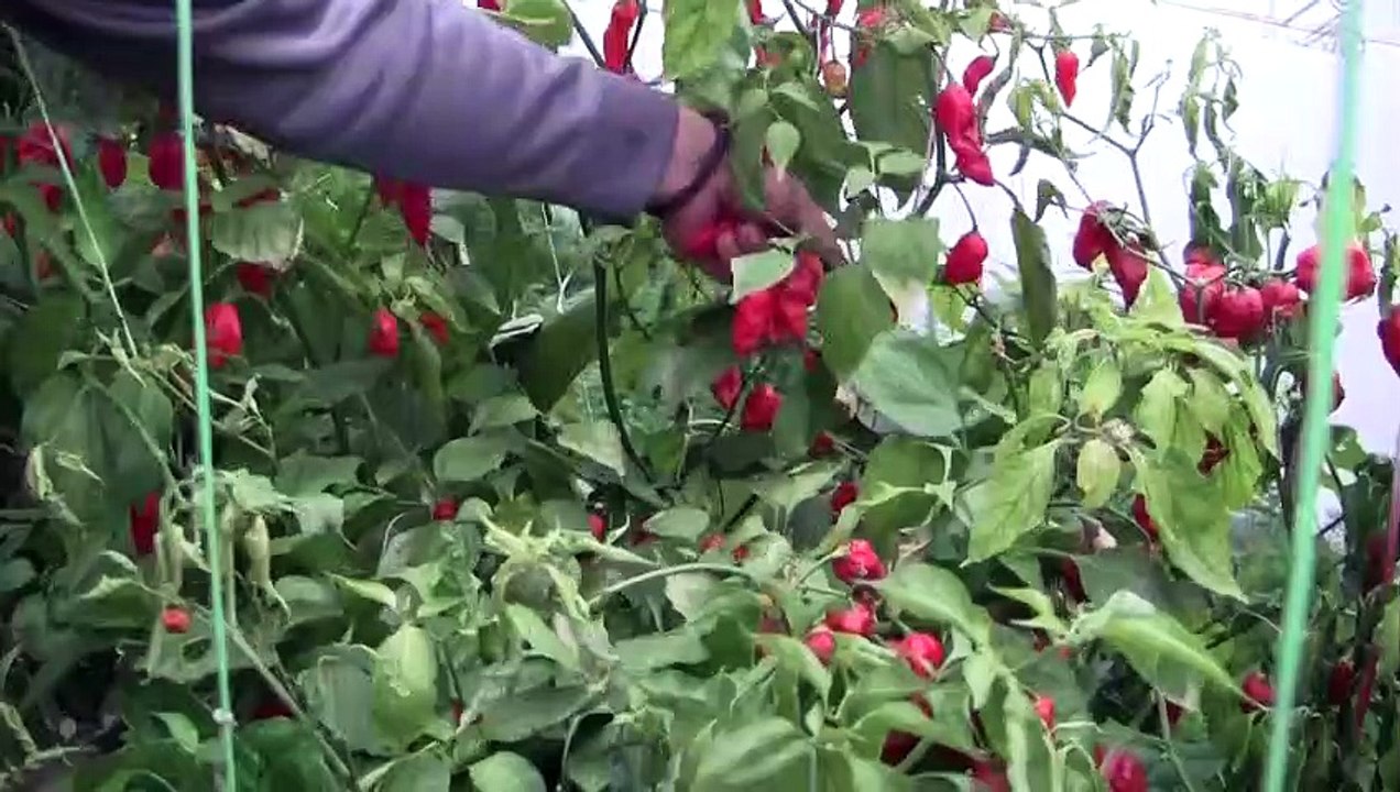 Sous la neige en Serbie, les piments les plus forts du monde