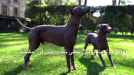 كلاب "تشولوز" العائدة إلى حقبة الأزتيك من رموز الهوية المكسيكية