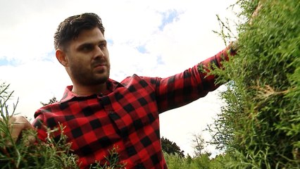 dbb-romano-arbol-navidad-111219