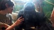 Un touriste montre des photos de singes à un gorille dans un Zoo... Sa réaction est incroyable