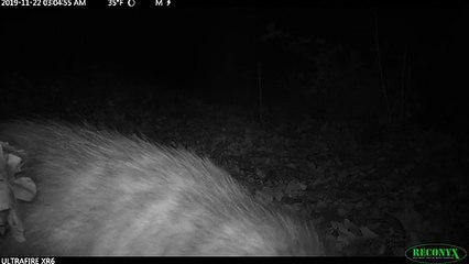 Regardez comment cet opossum transporte des feuilles pour faire son nid