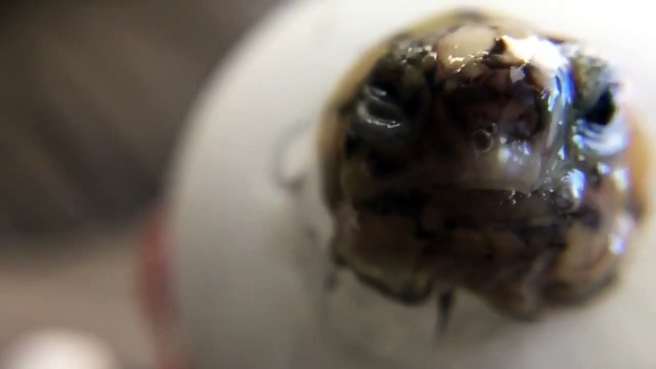 Assistez à la 1ère respiration d'un bébé tortue sortie de son oeuf